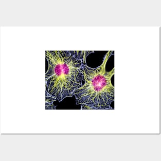 Fibroblast cells showing cytoskeleton (P780/0110) Posters and Art